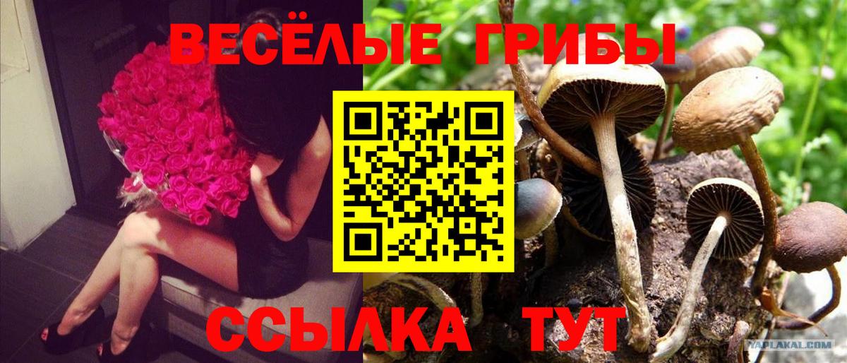 Псилоцибиновые грибы ЛСД Волжск
